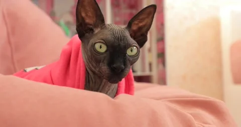 Grey cat sphinx in the room Video stock 145628802
