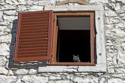 Grey cat standing on a window of an old stone house Stock Photos