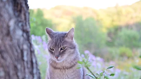 Grey Cat Stealthily Observing and Stalking Prey in a Lush, Verdant Park  Stock Footage 275584388