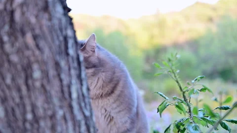 Grey Cat Stealthily Observing and Stalking Prey in a Lush, Verdant Park  Stock Footage 275584561