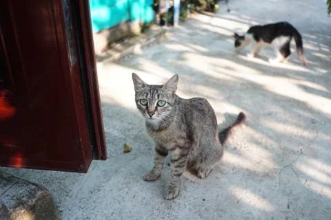 Grey Cat on the street Stock Photos