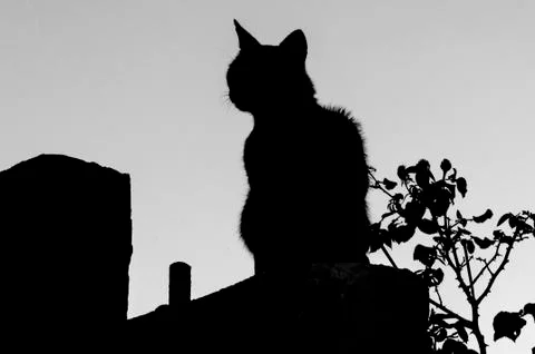 Grey cat with stripes Stock Photos