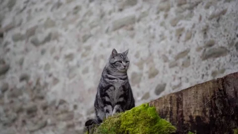 Grey cat on stump Stock Footage 304555849