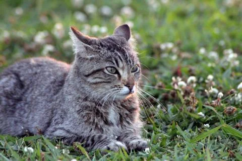 Grey cat at sunset in grass Foto stock
