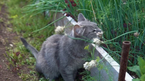Grey cat walking between raised green onion in garden. Stock Footage 93388630