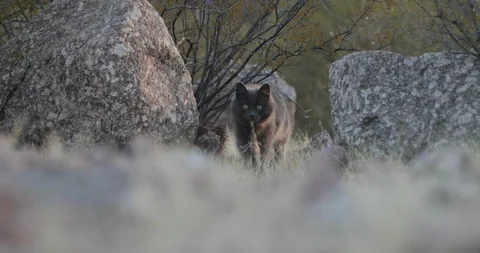 Grey cat walking between rocks in natural background. Goes out of the scene 스톡 동영상 126943973