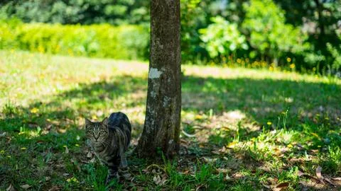 Grey cat walking to the camera Stock Photos