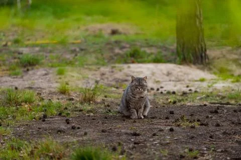 A grey cat walking in the forest springtime Stock Photos