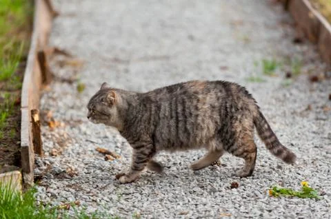 A grey cat walking in the forest springtime Stock Photos