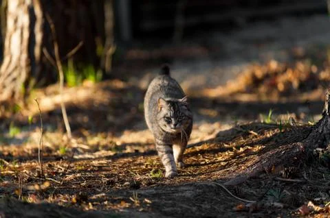 A grey cat walking in the forest springtime Stock Photos