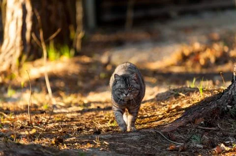 A grey cat walking in the forest springtime Stock Photos