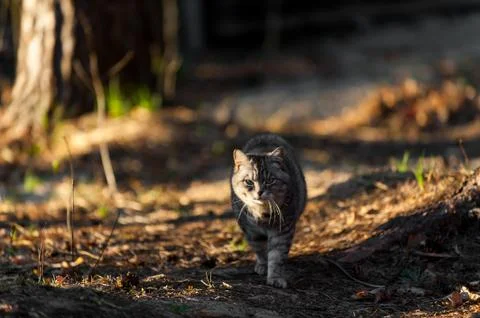 A grey cat walking in the forest springtime Stock Photos