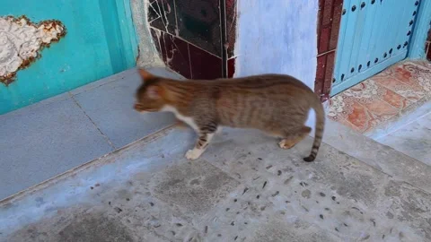 Grey cat walks on doorstep Stockbeeldmateriaal 130381615