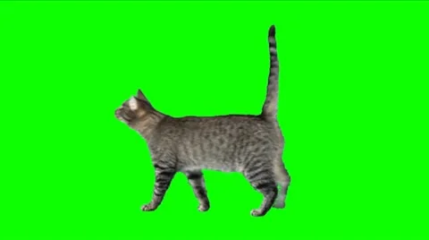 Grey cat walks Stock Footage 12479394