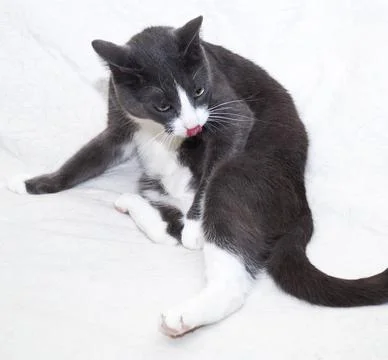 Grey cat washed on white background Stock Photos