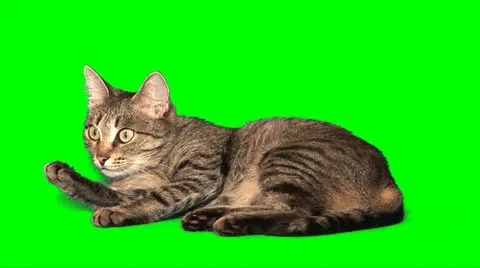 Grey cat washes 01 Stock Footage 10868455