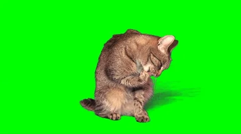 Grey cat washes 02 Video stock 10868464