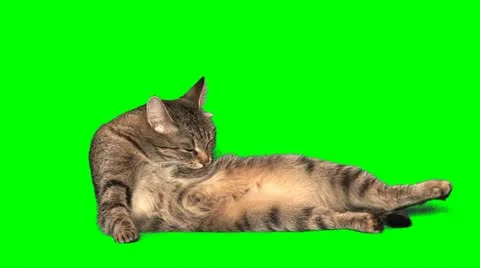 Grey cat washes 03 Stock Footage 10868467