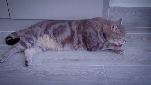 A grey cat washes itself, licks its paws with its tongue, and lies on the light Stock Footage 316949564