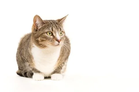 Grey cat on a white background Foto stock