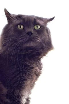 Grey cat on white background Stock Photos