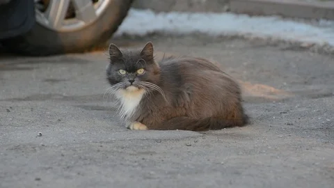 A grey cat with a white breast hides under the car next to the wheel and watches Stock Footage 89862867
