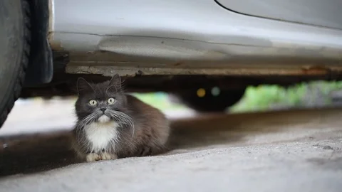 A grey cat with a white breast hides under the car next to the wheel and watches Stock Footage 89862874