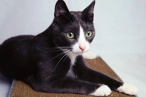 Grey cat with a white breast. Selective focus. It lies on a cardboard scratching Stock Photos