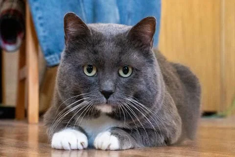 Grey cat with white paws resting on the floor. Domestic animal portrait loo.. Foto stock