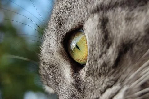 Grey cat, yellow eyes, closeup Stock Photos