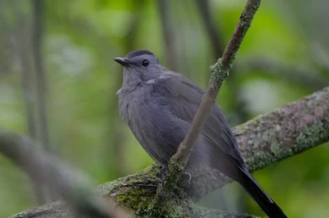 Grey Catbird perched in a tree 스톡 사진