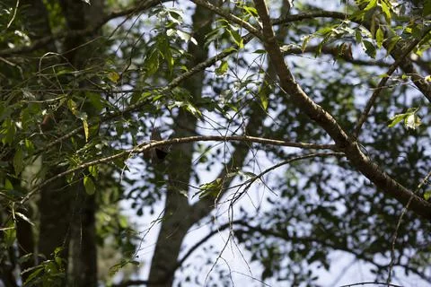 Grey Catbird Stock Photos