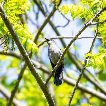 Grey Catbird Stock Photos