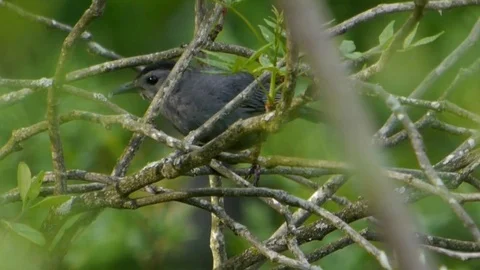 Grey Catbird picking up tiny insects to eat from a bush. Video stock 73284201