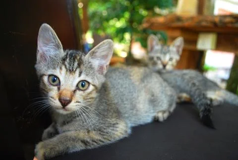Grey cats looking into camera Stock Photos