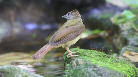 Grey-cheeked Bulbul,bird bathing, Stock Footage 252958849