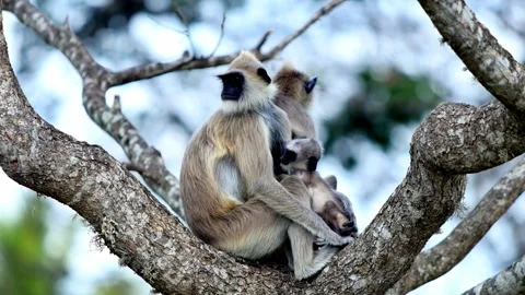 Grey-cheeked Mangabey Monkey Nursing its Infant in Tree Stock Footage 310706059