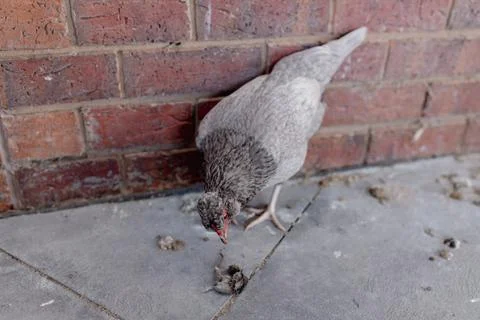 A grey chicken looking at a dead mouse wanting to eat it Stock Photos