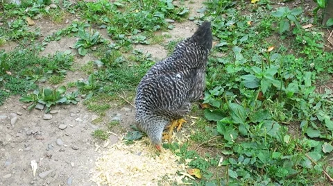 Grey chicken in the vegetable garden. Stock Footage 67551927