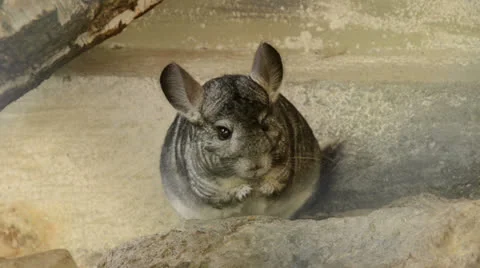 Grey chinchilla eating something Stock Footage 23623156
