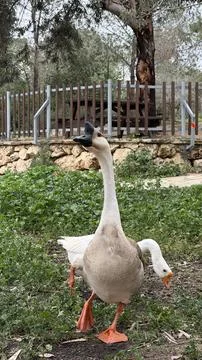 Grey Chinese goose facing camera directly with orange beak and detailed plumage Stock Photos