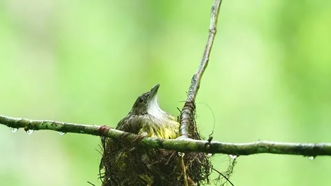 Grey-ckeeked bulbul bird got caught in the rain in the nest Stock Footage 303350950