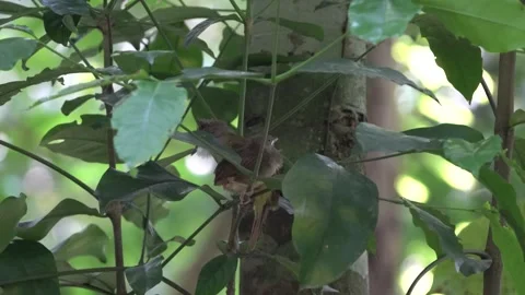 Grey-ckeeked bulbul bird or empuloh perching on the tree branch in the forest Stock Footage 300427739