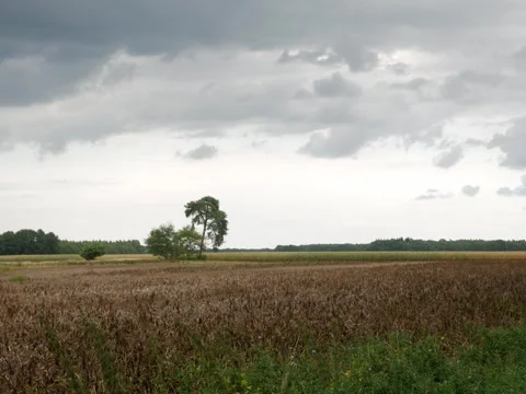 Grey clouds hovering over field with tree in the middle Видео 342339737