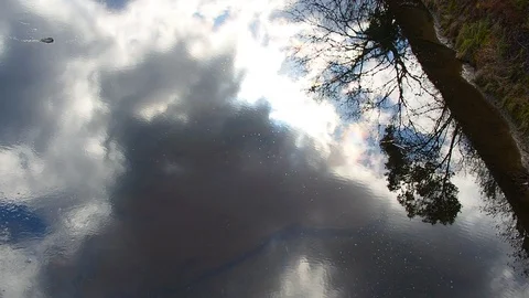 Grey cloudy sky and no leaf tree dark shadow reflection on still pond Stock Footage 89905567