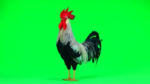 Grey cock flaps its wings on the green screen. natural sound Video stock 89024778