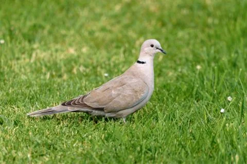 Grey Collared Dove Bird Stock Photos
