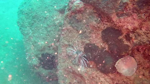 Grey colored lionfish hovering over coral reef, unclear low visibility water Stock Footage 254202126