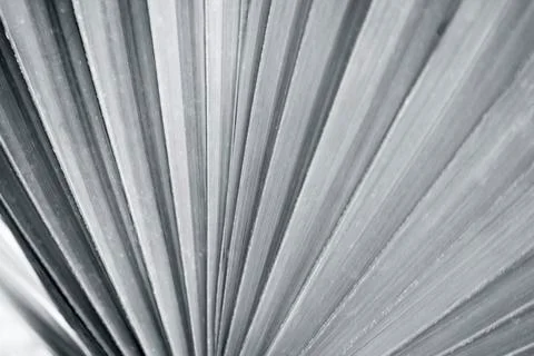 Grey-colored oversized tropical leaf pattern was shot in macro style Stock Photos