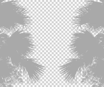 Grey colour palm tree frame silhouette, Tropical palm tree silhouette Stock Photos